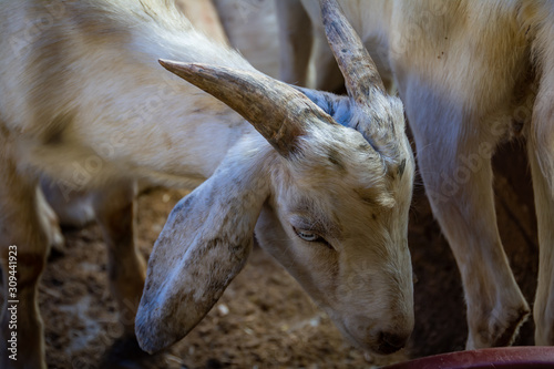 White goat head in the farm photo