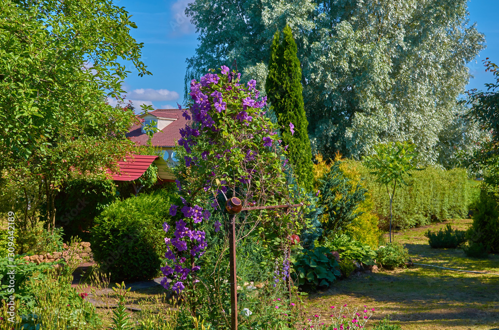 Garden plot with plants and purple clematis summer day