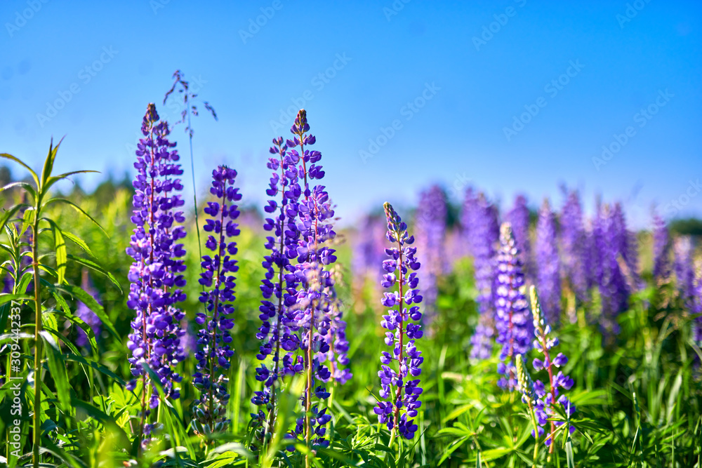 Naklejka premium Purple summer lupine flowers in the meadow on a sunny day