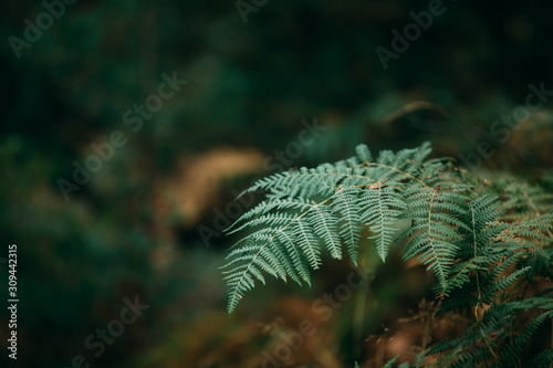 Fern tree in forest