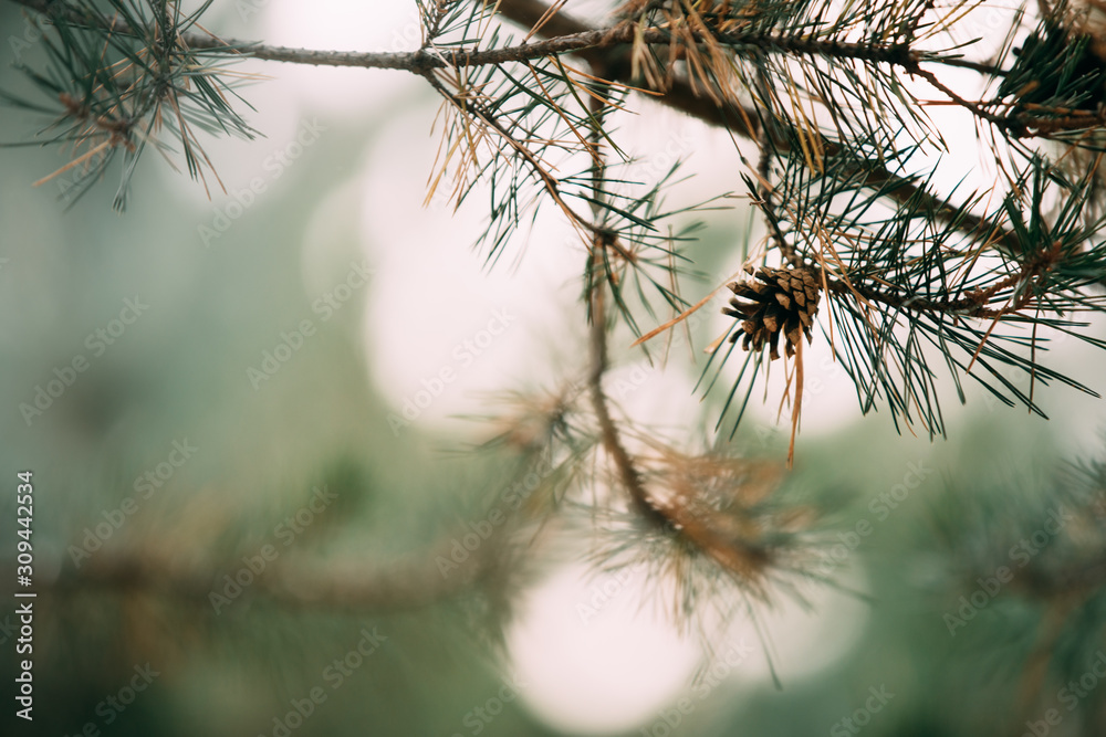 Closeup of a pine tree branch with cones. Christmas tree in nature. Closeup of a pine tree branch with cones. Christmas tree in nature.