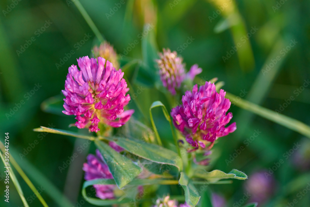 Colorful meadow flowers of green grass on a garden field Colorful meadow flowers of green grass on a garden field