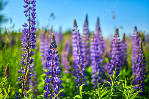 Purple summer lupine flowers in the meadow on a sunny day