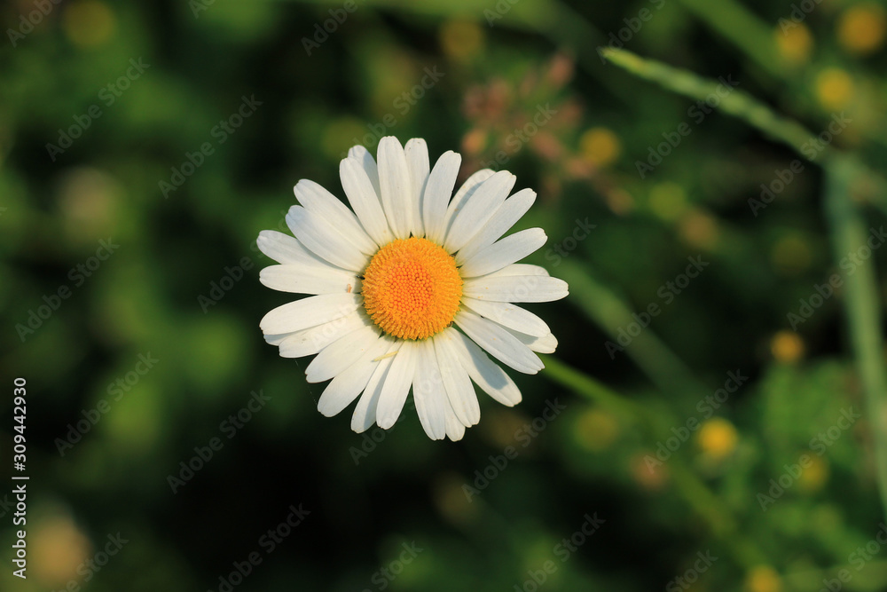 Fototapeta premium Daisy flower in grass