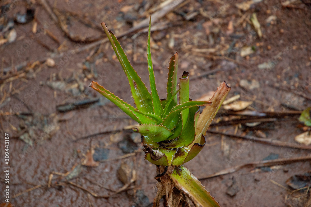Obraz premium Aloe vera plant in a wild forest