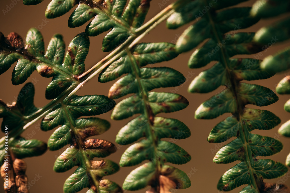 Detail of a fern tree leaf with bright light in background. Exotic pattern. Detail of a fern tree leaf with bright light in background. Exotic pattern.