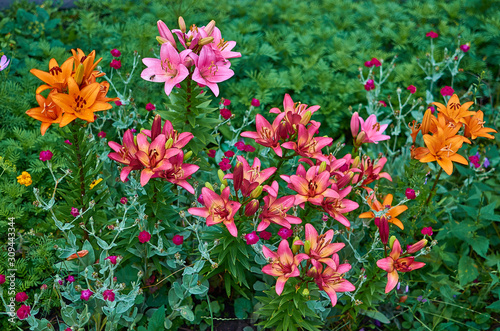 Summer flowers of tiger red yellow lily on a sunny day