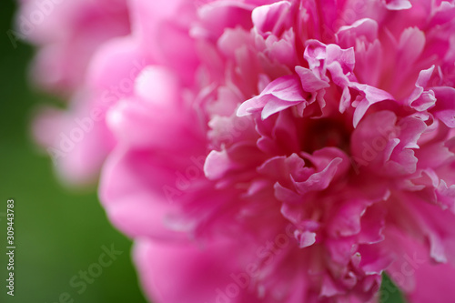 Pink peonies in a European flowerbed