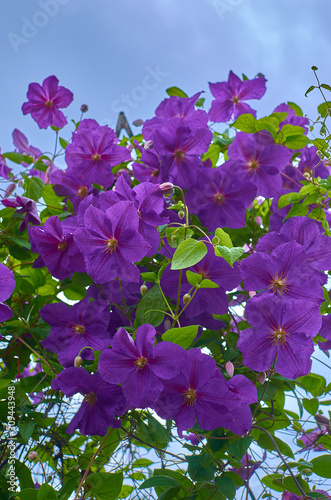 Purple violet clematis flower on a bright sunny summer day