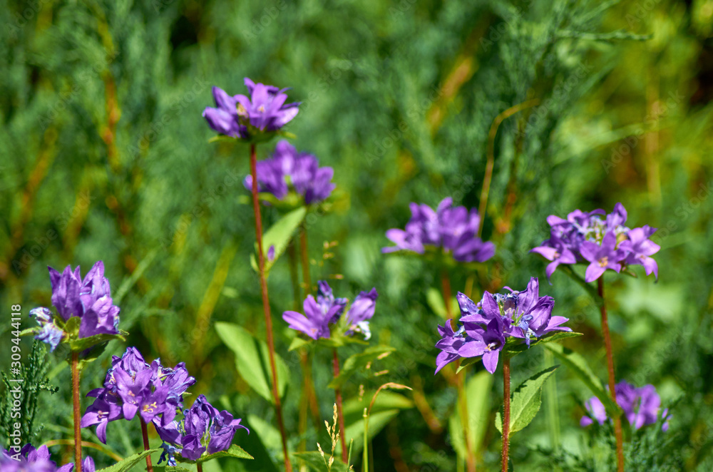 Purple flowers bluebells.in a European garden
