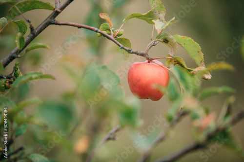 Ripe red homegrown organic apple on a tree. Healthy and sweet fruit from a local village farm.