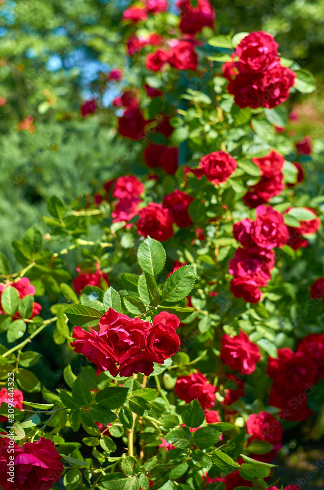 Pink red rose flowers in a summer garden on a sunny day