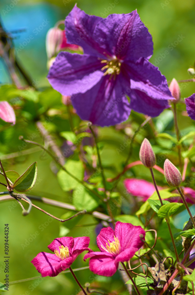 Fototapeta premium Purple violet clematis flower on a bright sunny summer day