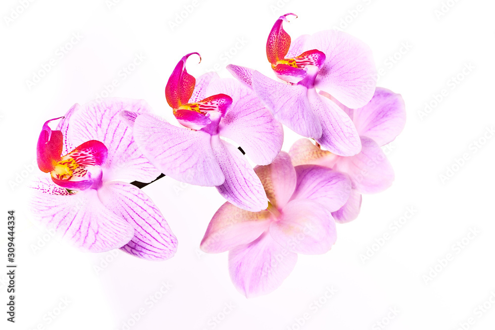 Obraz premium Pink purple orchid on a bright white background macro