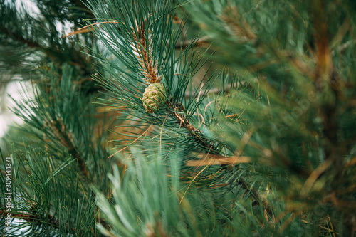 Closeup of a pine tree branch with cones. Christmas tree in nature.
