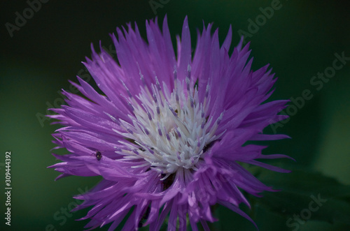 Purple white european aster flower on a green background in macro © Photo