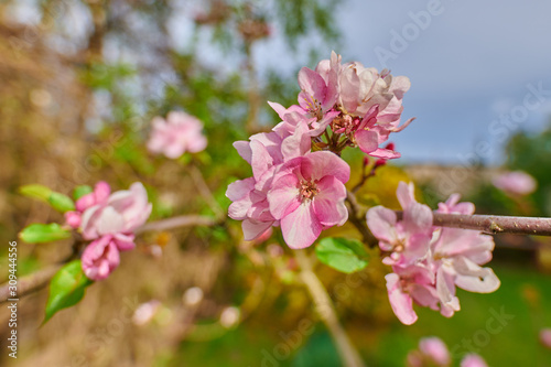 Blooming pink-white garden tree apple tree in  garden in spring
