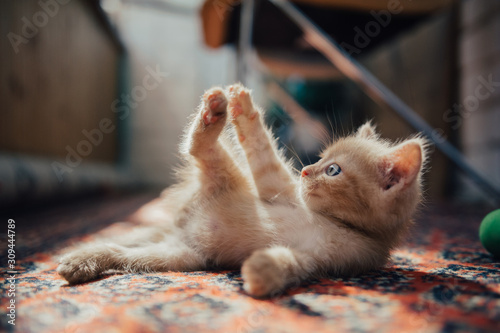 Cute ginger kitten bites his front leg photo