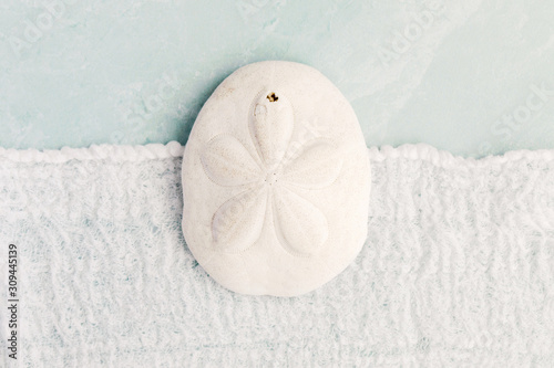 sea biscuit
