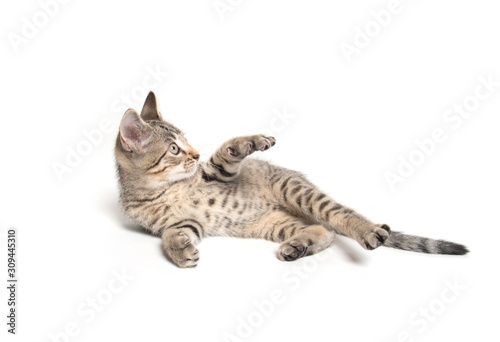 Tabby kitten laying down on white