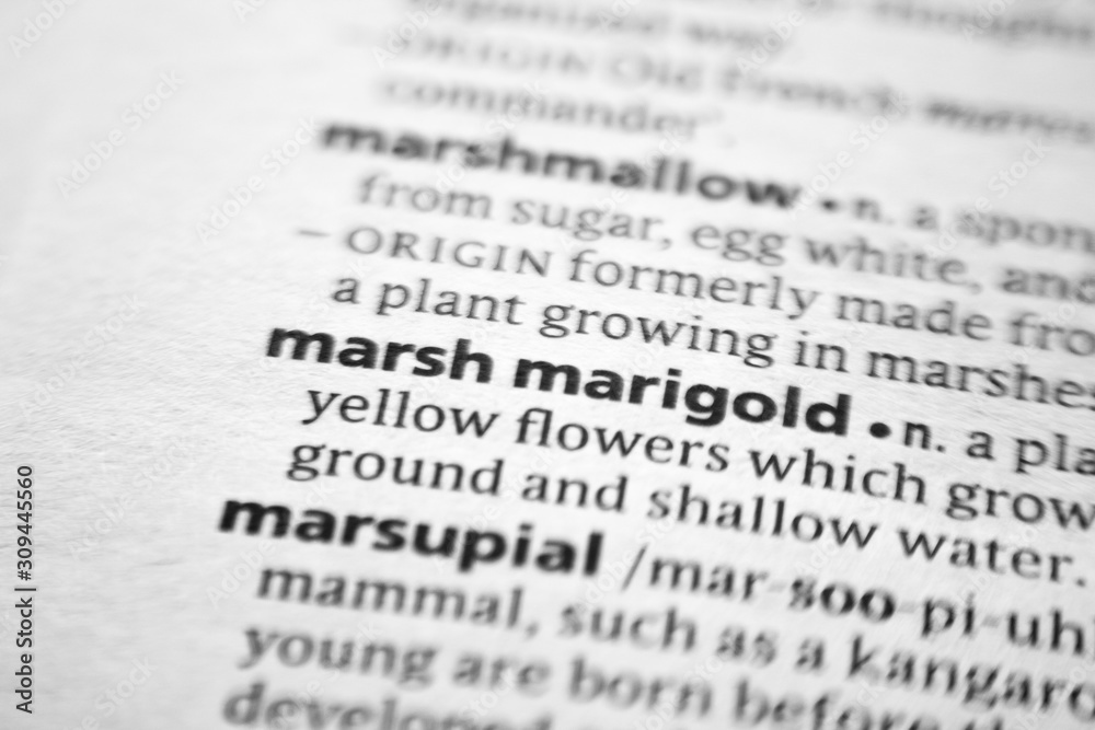 Word or phrase Marsh marigold in a dictionary. Word or phrase Marsh marigold in a dictionary.
