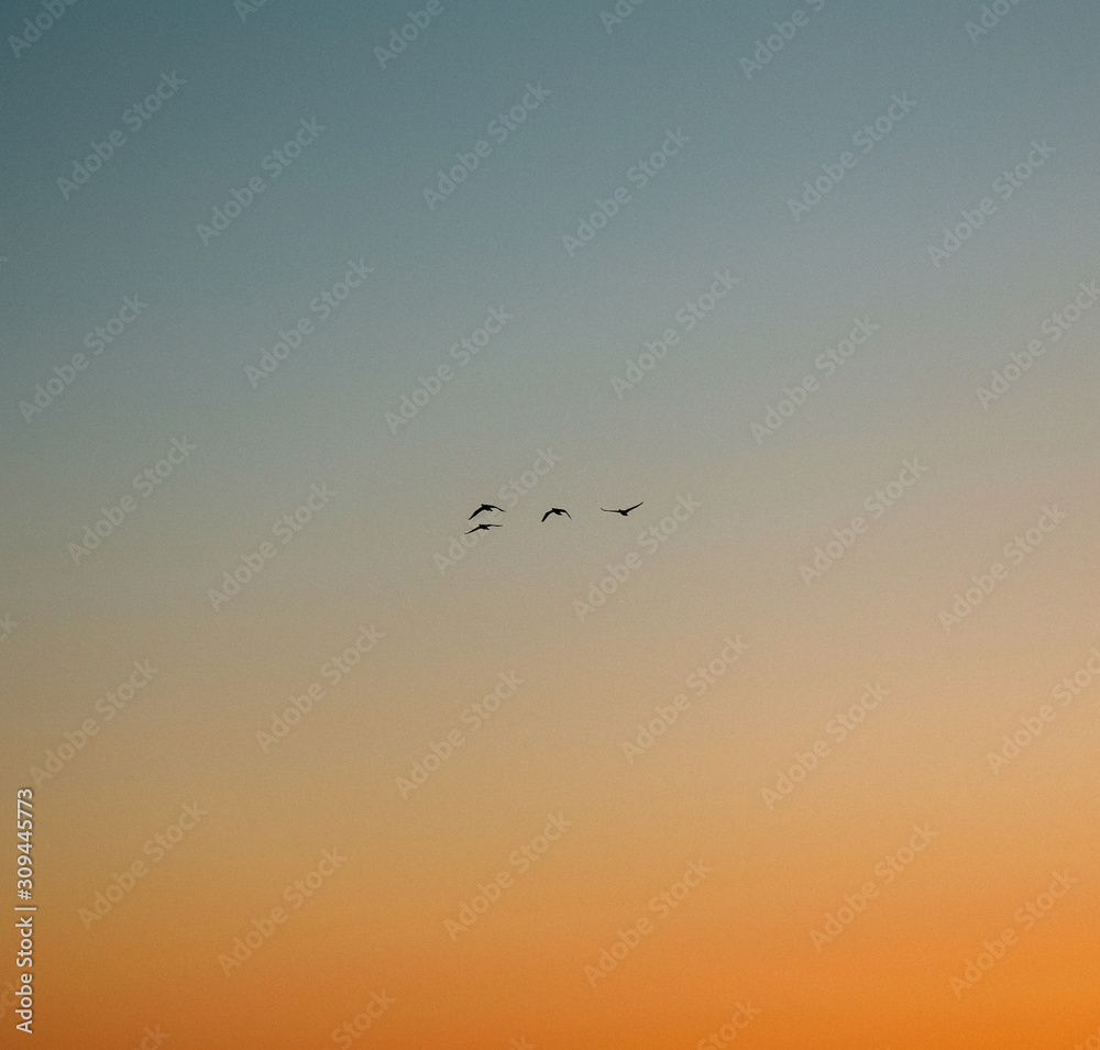 seagulls flying at sunset seagulls flying at sunset