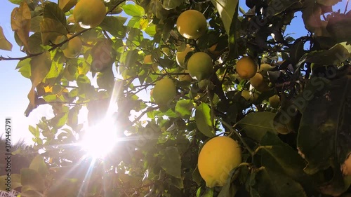 Ripe lemons hanging on a lemon tree. Yellow lemons grow on a tree in the garden. Sun in shining though the branch