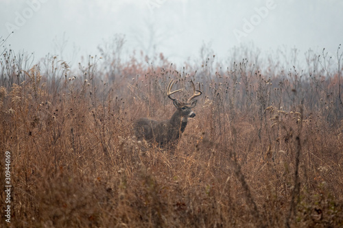Fototapeta Naklejka Na Ścianę i Meble -  Large whitetailed deer buck