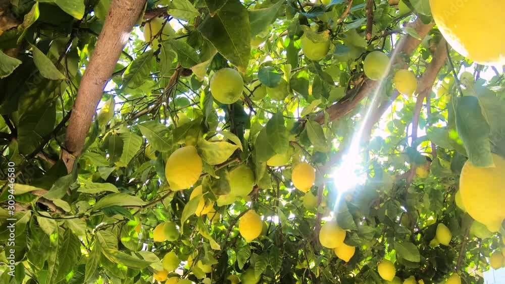 Ripe lemons hanging on a lemon tree. Yellow lemons grow on a tree in the garden. Sun in shining though the branch
