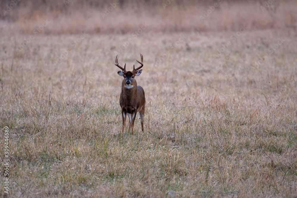 Fototapeta premium Large whitetailed deer buck