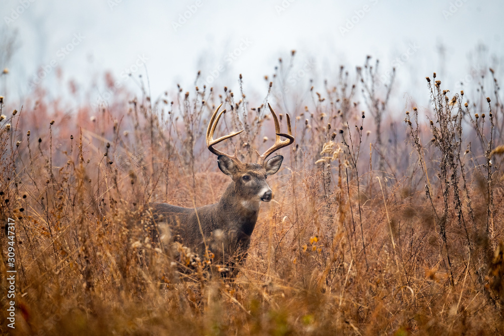 Large whitetailed deer buck
