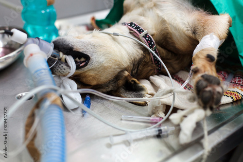 Dog Spay Surgical Procedure photo