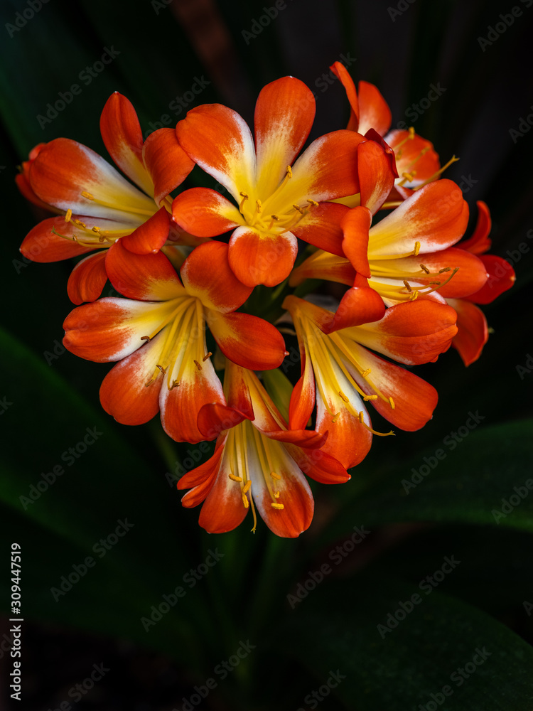 clivia clivia