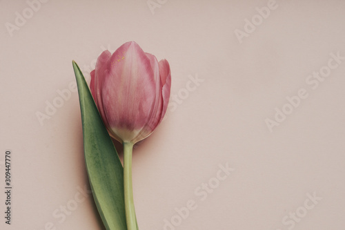 Close-up of pink tulip with copy space photo