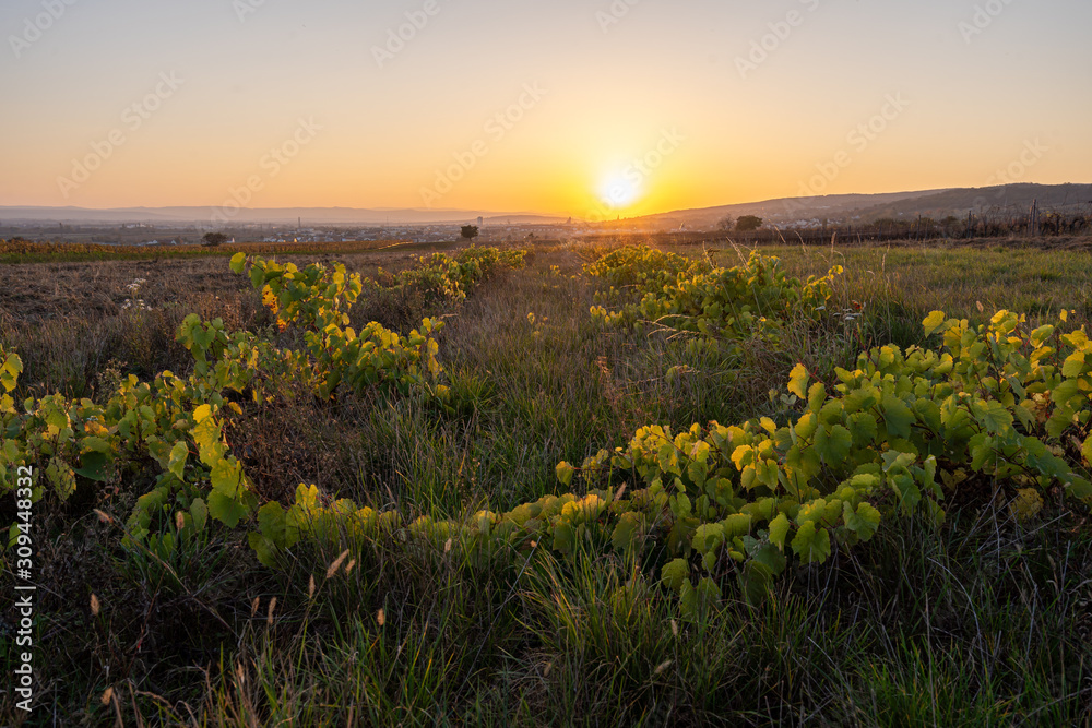 A field full of green leaves during sunset next to Eisenstadt, Burgenland in Austria