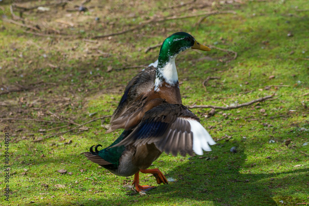 Obraz premium Bird 284