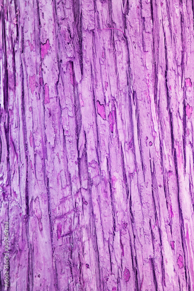 Cypress Tree Bark, Close-up