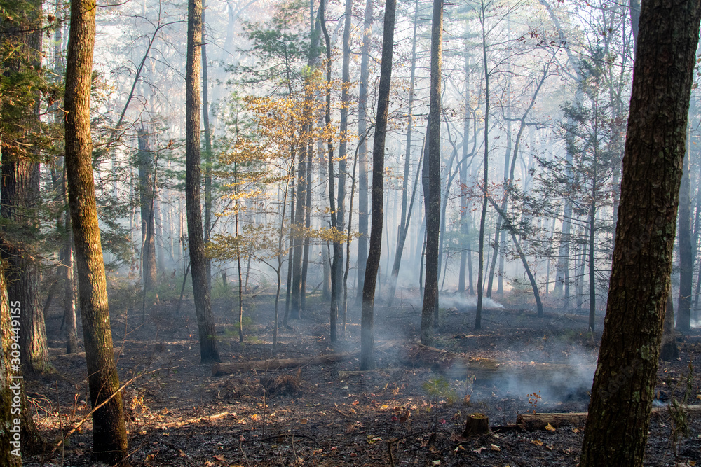 Fototapeta premium Smoke after forest fire