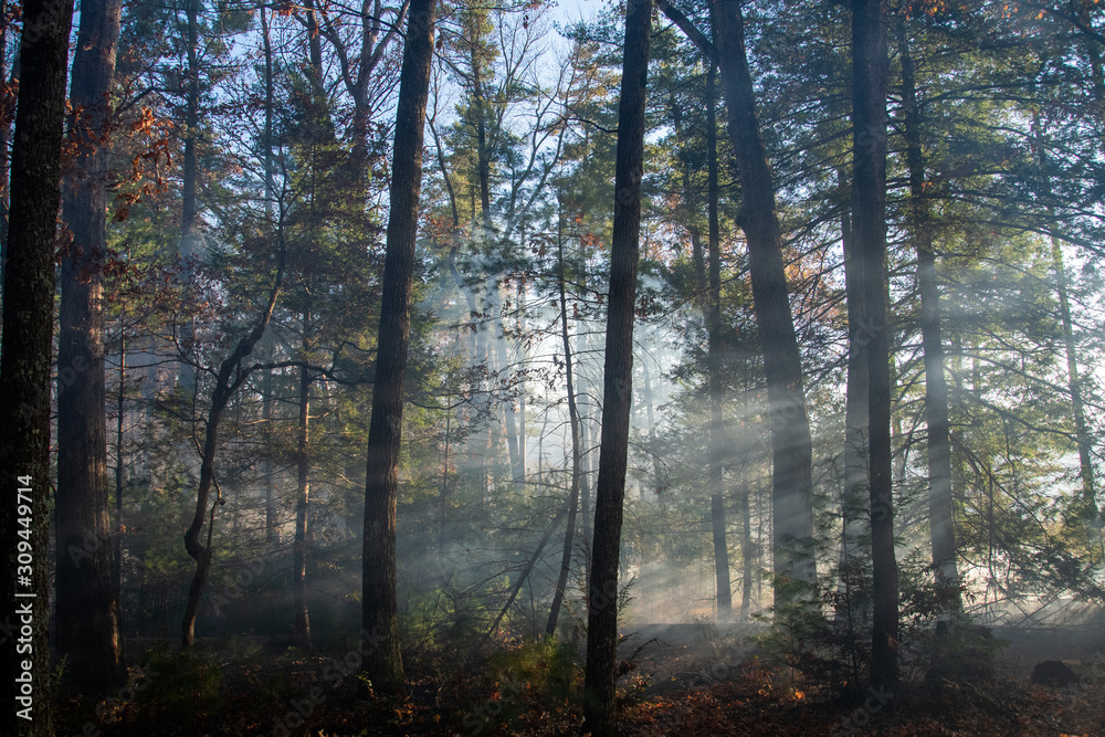 Fototapeta premium Smoke after forest fire