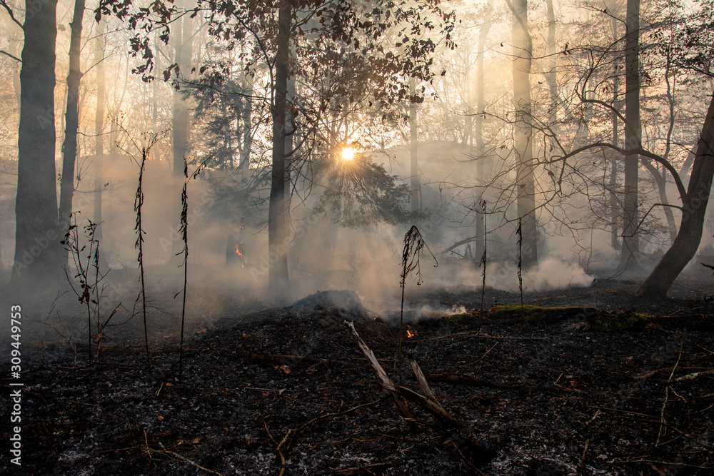 custom made wallpaper toronto digitalSmoke after forest fire