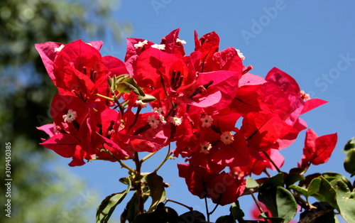 red bugenvillea flowers in the garden