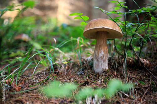 Boletus in the forest, Oak mushroom in Tatras