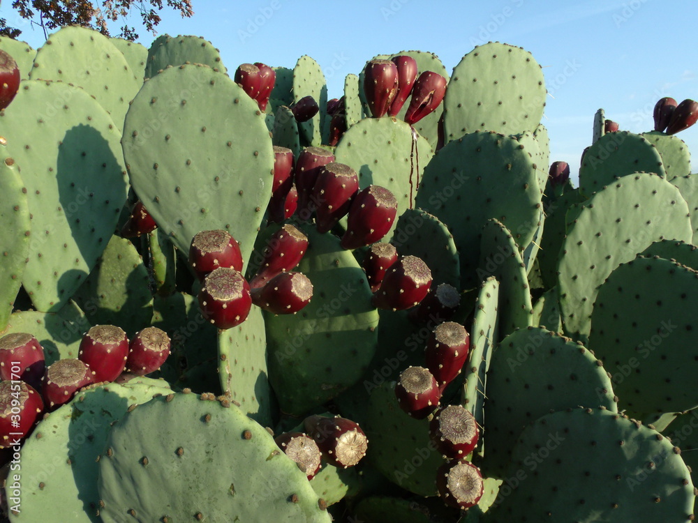 Closeup of a fruiting prickly pear cactus patch, Opuntia Closeup of a fruiting prickly pear cactus patch, Opuntia