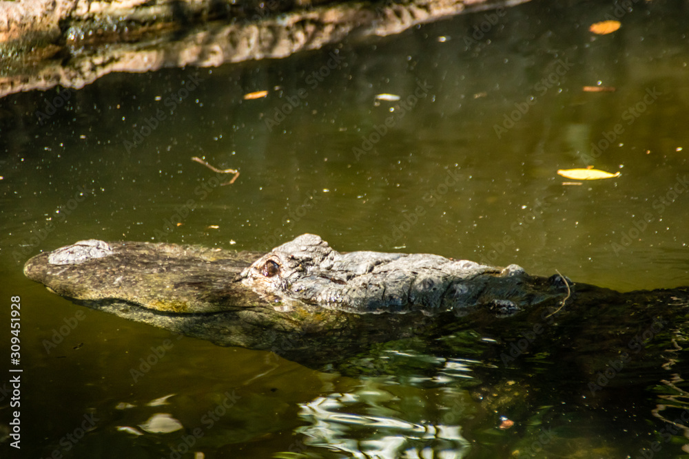 American alligator relax and grabs some sun by his pond. Busch Gardens Wildlife Park, Tampa Bay, Florida, United States American alligator relax and grabs some sun by his pond. Busch Gardens Wildlife Park, Tampa Bay, Florida, United States