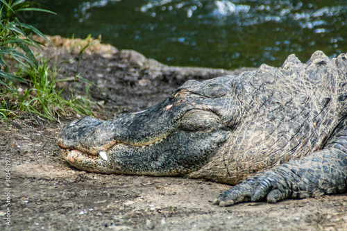 American alligator relax and grabs some sun by his pond. Busch Gardens Wildlife Park, Tampa Bay, Florida, United States