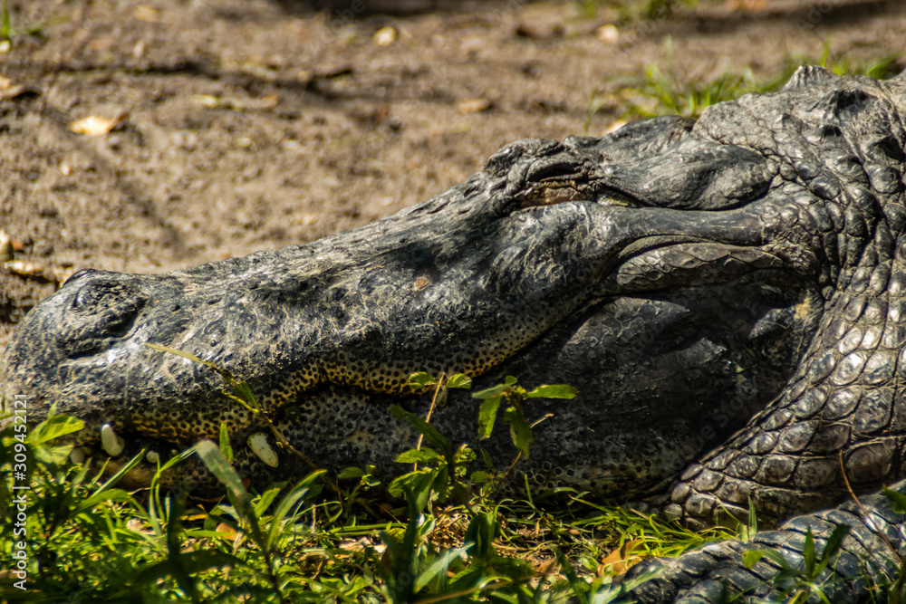 Obraz premium American alligator relax and grabs some sun by his pond. Busch Gardens Wildlife Park, Tampa Bay, Florida, United States