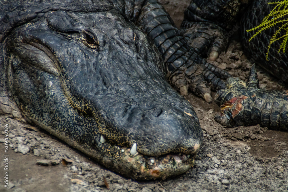 American alligator relax and grabs some sun by his pond. Busch Gardens Wildlife Park, Tampa Bay, Florida, United States American alligator relax and grabs some sun by his pond. Busch Gardens Wildlife Park, Tampa Bay, Florida, United States
