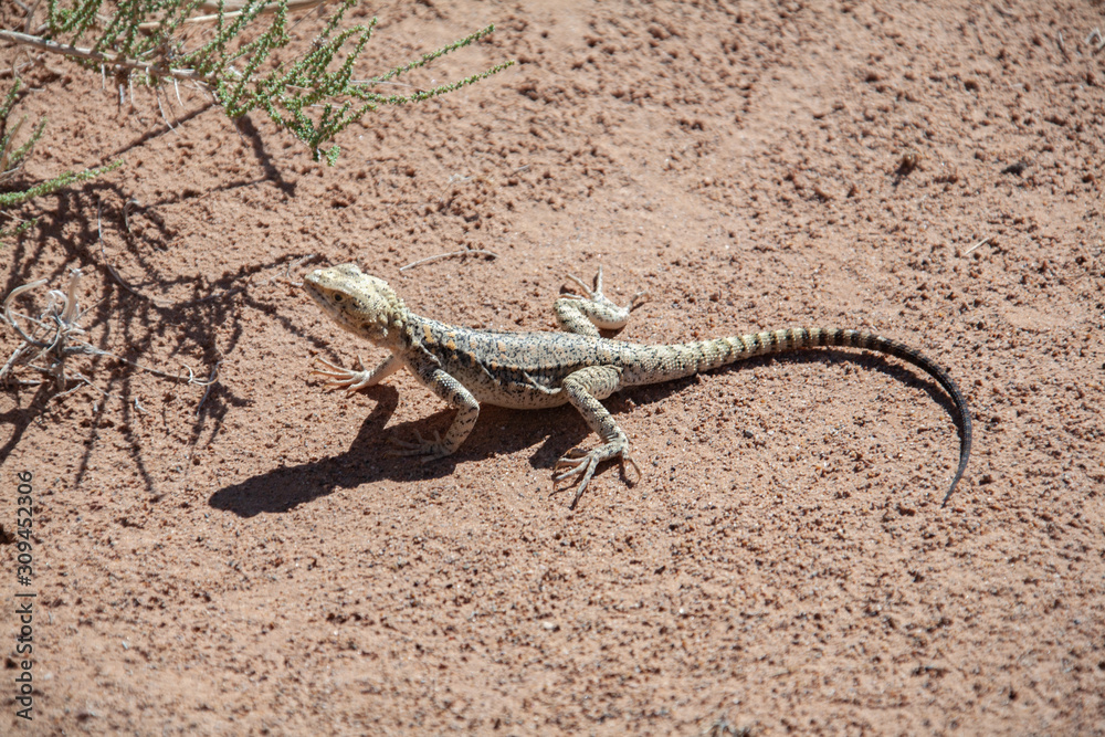 Lizard sits on gravel in desert Mongolia. Lizard sits on gravel in desert Mongolia.