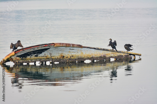 cormorants on old dinghy at sea in Turkey