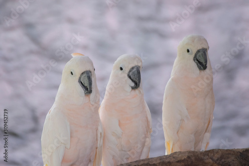 Three white parrots